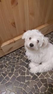 Malteserwelpen