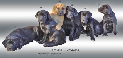 Mischlingswelpen Cane Corso Labrador Dogge