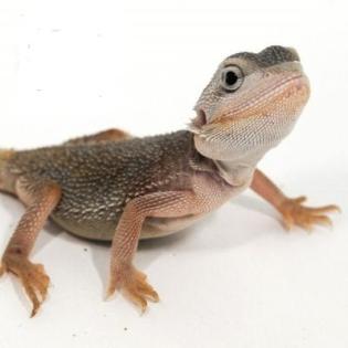 Suche schöne rote weiße Bartagamen Farbagamen wie Cawley Red P. Vitticeps Zero etc.