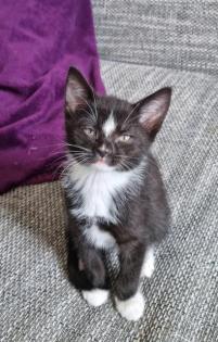 Katzenbaby 12 Wochen alt