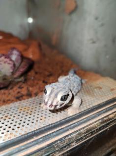 1. 0 Teratoscincus Scincus - Wundergecko