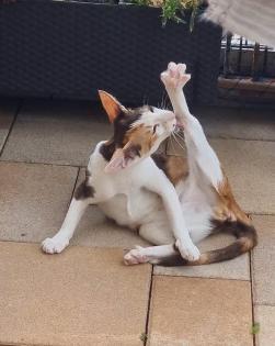 Ein bunter Haufen Orientalischer Kurzhaar Kitten von der zauberhaften Olivia chocolate Tricolour