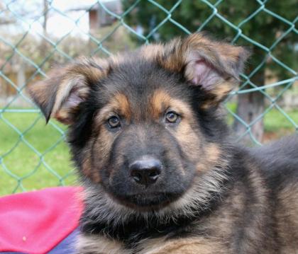Rüden Welpen Altdeutscher Schäferhund DDR Linien