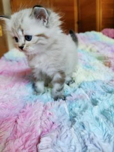 Kitten Heilige Birma