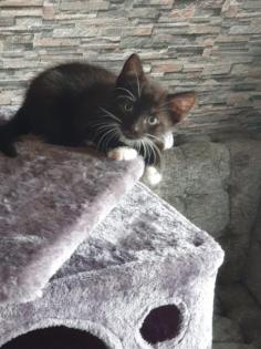 3 kitten abzugeben