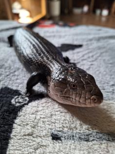 Blauzungenskink ohne Terrarium