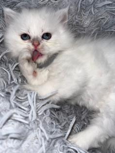 BLH Kitten ab dem 07. 07