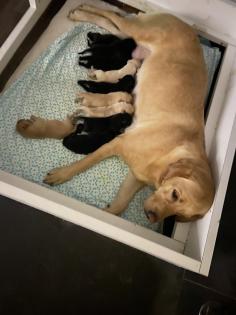 Labrador Welpen reinrassig Babylabradore