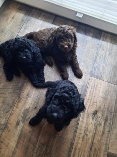 Goldendoodle Welpen