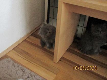 Reinrassige Perser Kitten mit Nase