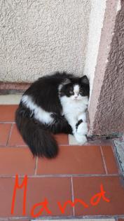 Perser kitten mit Nase