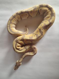 Königspython regius Banan