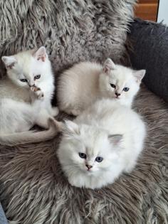 Kitten mit himmelblau Augen