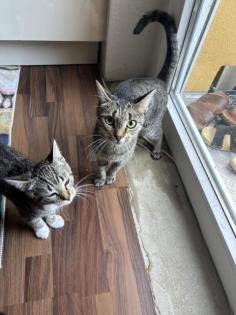 Katze baby und Mutter