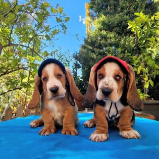 Basset Hound Welpen für Tierliebhaber