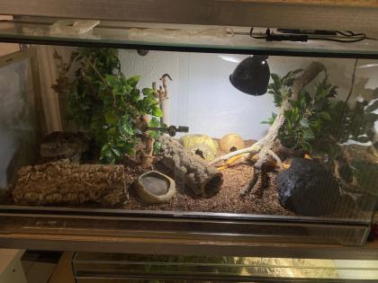 Kornnatter männlich inklusive Terrarium verhandelbar