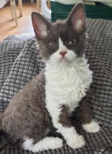 Selkirk Rex Kitten männlich