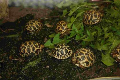Geochelone elegans / klein bleibende südindische Art