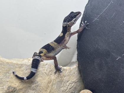 Leopardgecko Weibchen