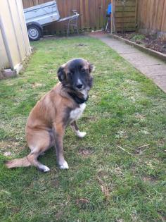Border Collie Julia Julia ist Mischlingshund Mutter Border Collie Vater Border Terrier. 7 Monate A