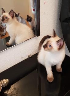 Siam /Thai Kitten Seal Chocolate Point Babys Kätzchen