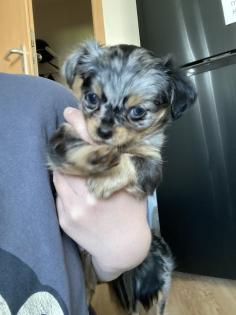 Chihuahua in Langhaar