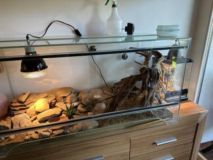 Leopardgecko Komplettpaket