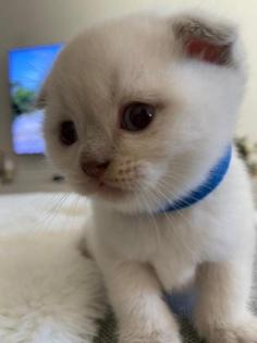 3x Jungen BKH Fold Blue Point Kitten - Babykatzen