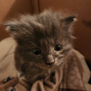 Süsse Main Coon Kitten