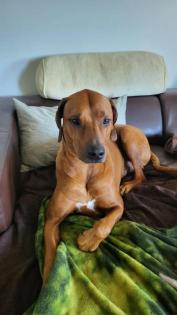 Deckrüde Rhodesien Ridgeback