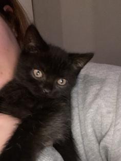 Britisch Kurzhaar Mix Kitten