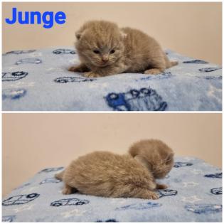BKH Britisch Kurzhaar Kitten