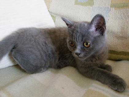 Süße kleine Kätzchen / Kitten / Katzenbabys