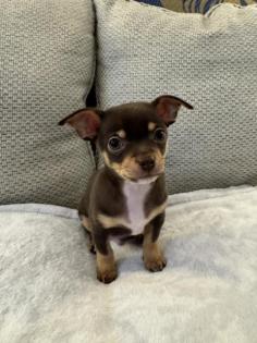 Chihuahua Welpen m. suchen liebevolles Zuhause