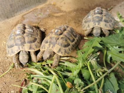 Testudo Hermanni Boettgeri Nachzuchten von 2014 und 2020 aus guter Freilandhaltung