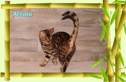 Bengal Kater sehr pfiffig keck und immer fröhlich sucht ein tolles Zuhause