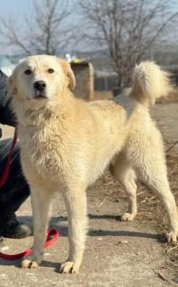 Prachtkerl Snow - ein Bild von einem Hund