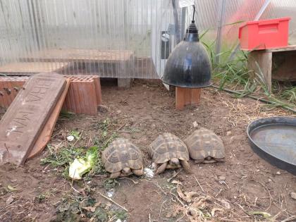 Schildkröten Thh griechische Landschildkröten