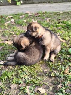 Deutsche Schäferhund Welpen