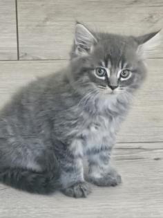Ab 30. 10. 24 3 MainCoon/BKH - Mix Kitten abzugeben