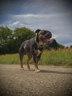 Deckrüde Old English Bulldog Bruno von Baden 5 Jahre