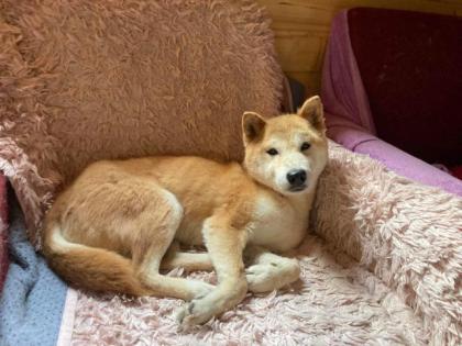 Yurushi - Shiba Inu-Mischling - freundlich neugierig