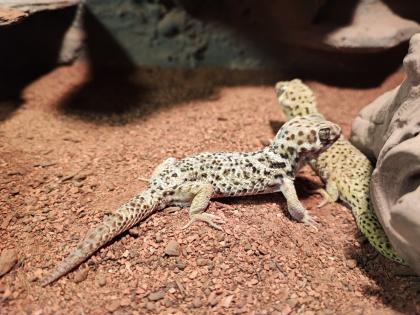 1. 2 Teratoscincus Roborowski - Wundergeckos adult