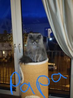 Perser kitten mit Nase