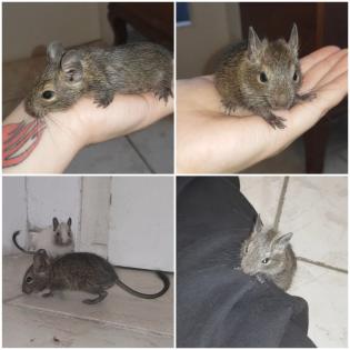 Junger Degu M sucht ein Zuhause