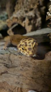 Zwei Leopardgeckos Weibchen
