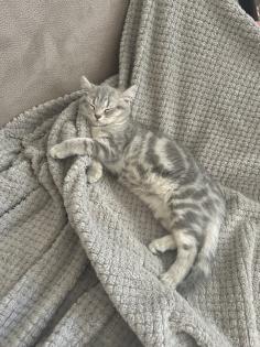 Zwei wunderschöne BKH Kitten Katzen
