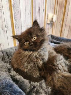 Maine Coon Perser Katze