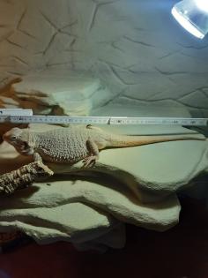 Bartagame -Hypo Zero female / weiblich