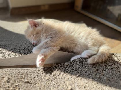 Norwegische Waldkatze reinrassige Mädchen suchen ein liebevolles zu Hause